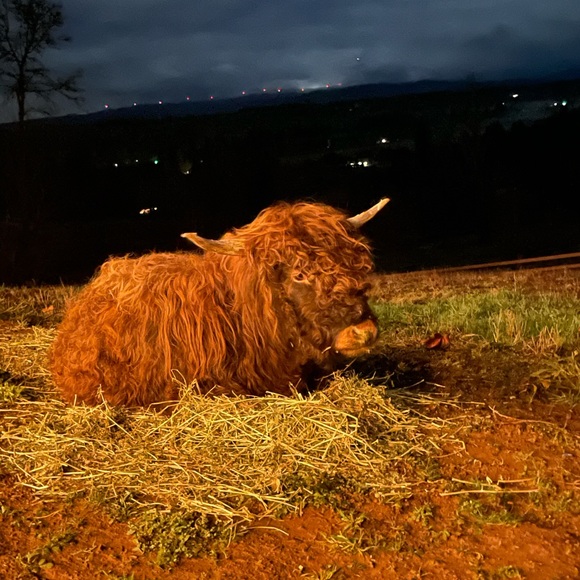 Meet your Posher, Holli - Picture 2 of 2